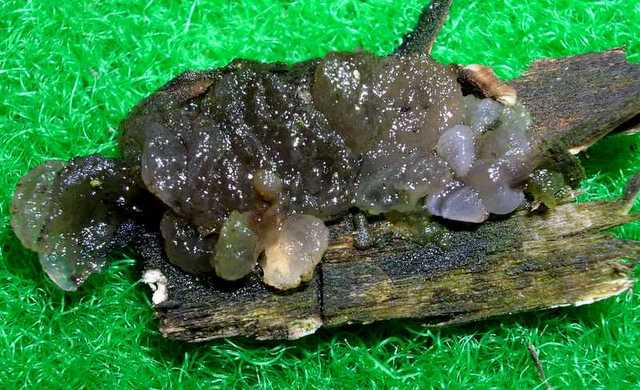 2005 :  Un anno di funghi